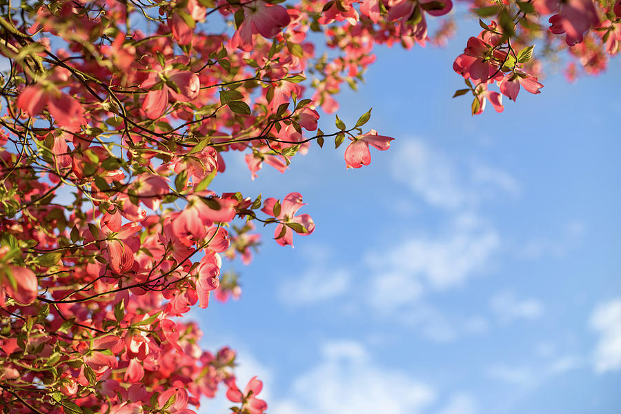 Dogwood blossoms and blue skies Photograph by Kunal Mehra