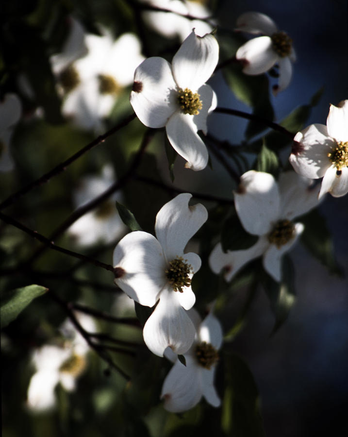 Dogwood Blossoms Photograph by Ayesha  Lakes