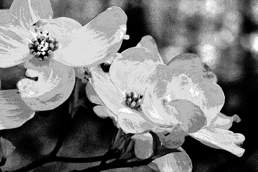 Dogwood Blossoms - Black and White Photograph by Carol Senske