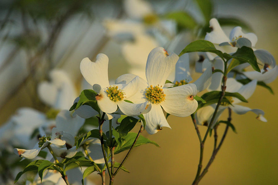Flower Photograph - Dogwood Blossoms by Carolyn Wright