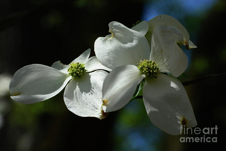 Dogwood Blossoms Photograph by Cindy Manero