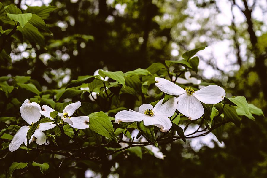 Dogwood Blossoms - Floral Landscape Photograph by Barry Jones