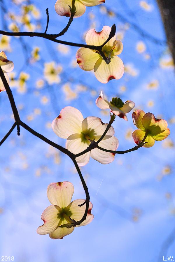Dogwood Blossoms In The Sky Photograph by Lisa Wooten