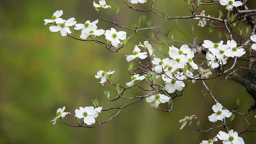 Dogwood Blossoms Photograph by Jack Nevitt