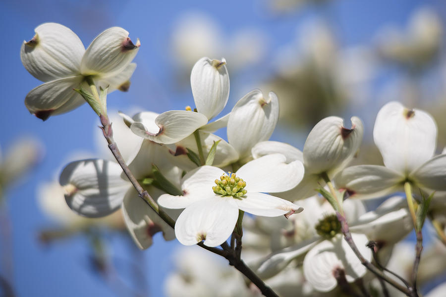 Dogwood Blossoms Photograph by Jemmy Archer