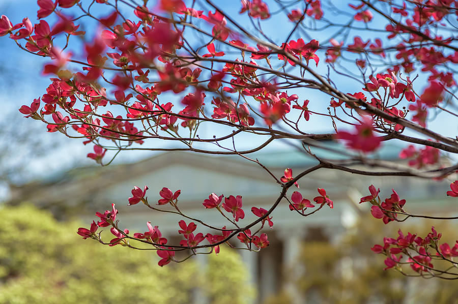 Dogwood Blossoms Photograph by Jonathan Nguyen