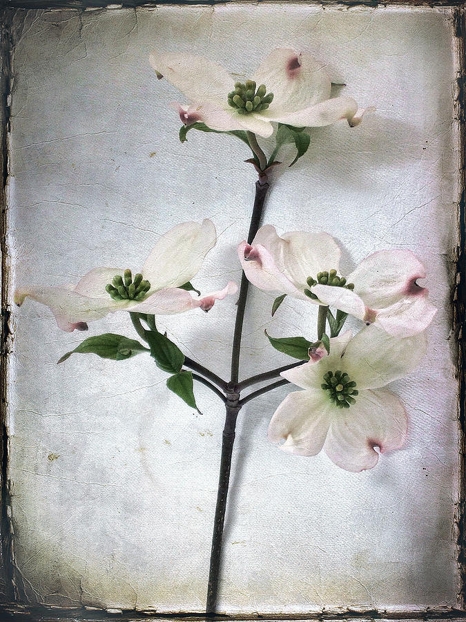 Dogwood Blossoms Photograph by Louise Kumpf