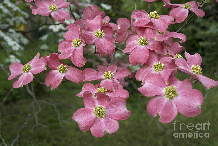 Dogwood blossoms Photograph by Richard Verkuyl