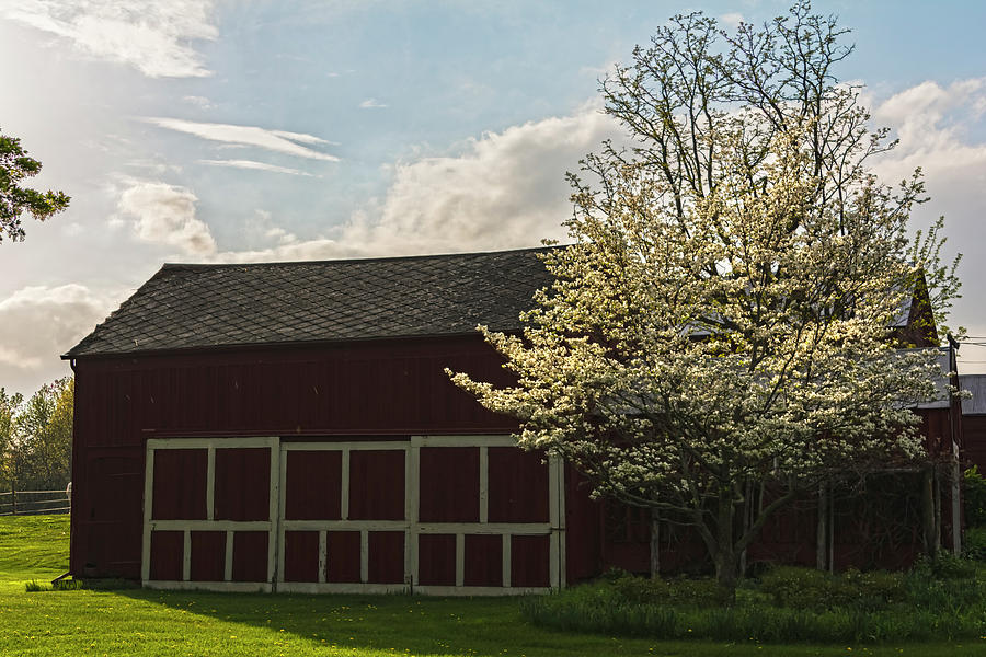 Dogwood Blossoms With Barn Photograph by Angelo Marcialis