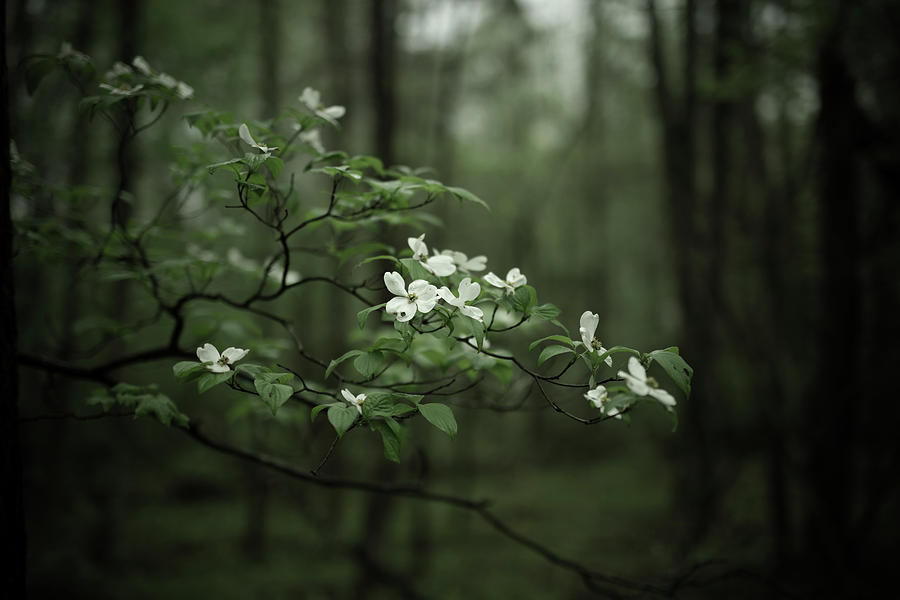 Nature Photograph - Dogwood Branch by Shane Holsclaw