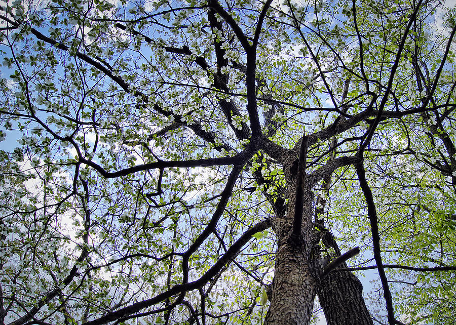 Spring Photograph - Dogwood Canopy by Cricket Hackmann