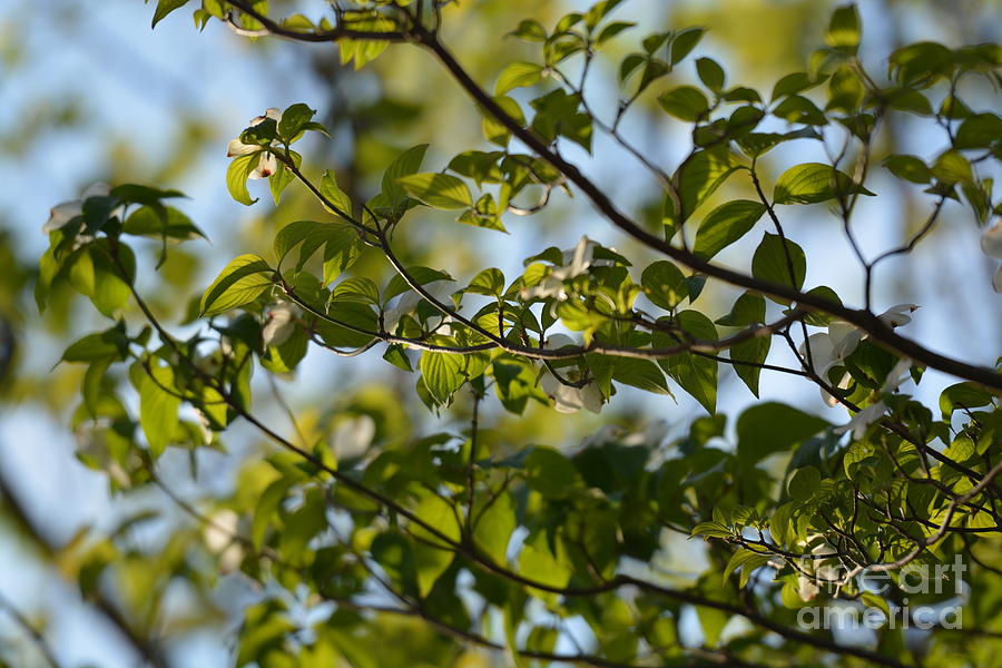 Dogwood Canopy Photograph by Maria Urso
