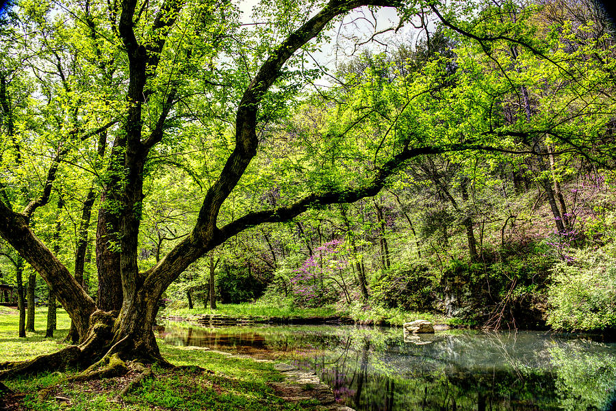 Dogwood Canyon in Spring Photograph by Jean Hutchison