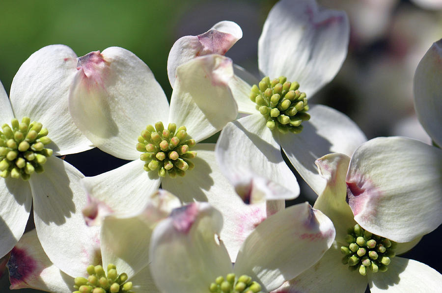 Dogwood Cluster Photograph by Wes Hanson - Fine Art America