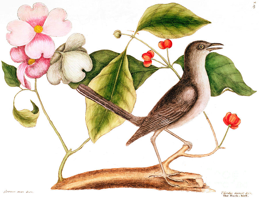 Dogwood  Cornus florida, and Mocking Bird  Painting by Mark Catesby
