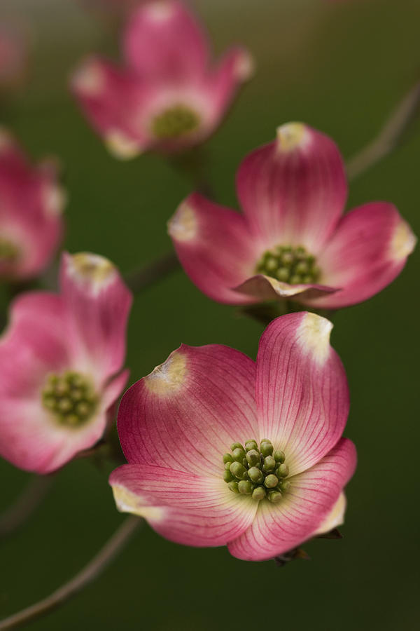 Dogwood Dance in Pink Photograph by Don Spenner