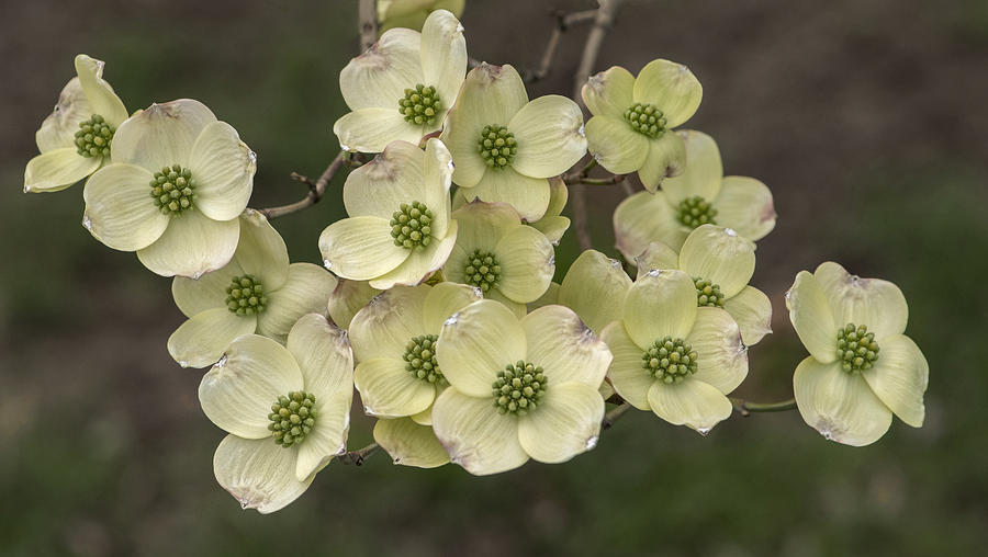 Dogwood Dance in White Photograph by Don Spenner