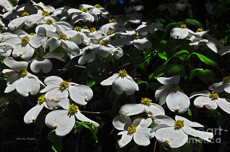 Dogwood Delight Photograph by Randy Rogers