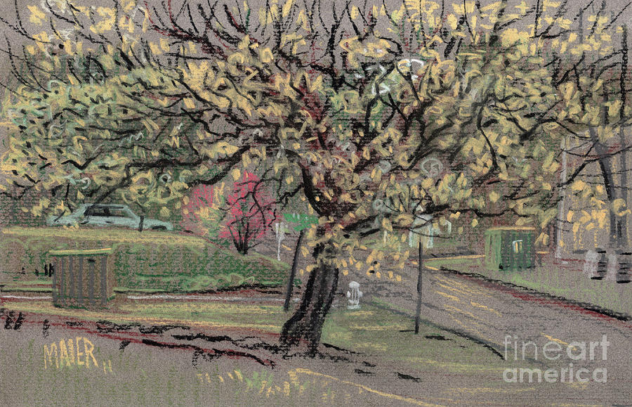 Dogwood Drawing by Donald Maier