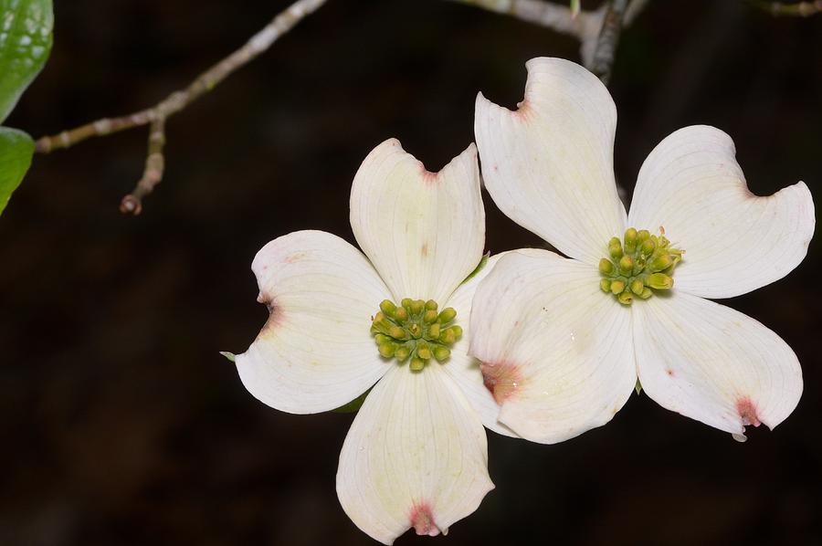 Dogwood Duo Photograph By Royal Tyler - Fine Art America