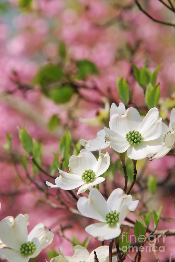 Dogwood Flower and Cherry Blossoms Photograph by Dianne Sherrill - Pixels