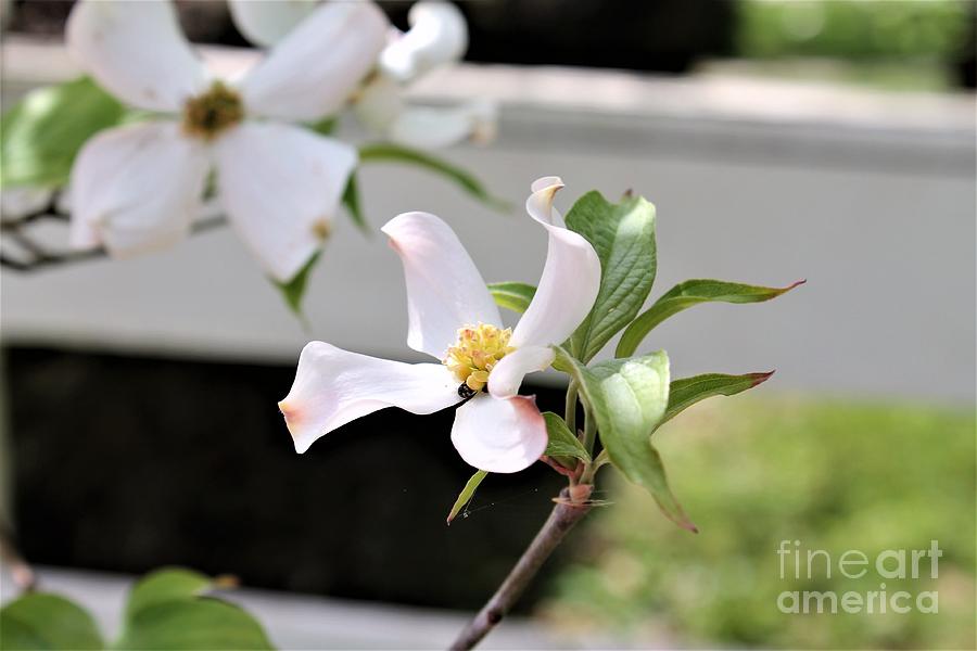 Dogwood Flower Bloom Photograph by Carol Riddle