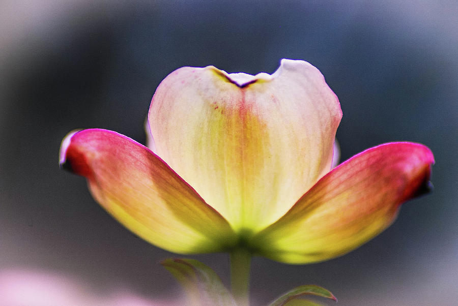 Dogwood Flower Photograph by Dirk Fecho - Fine Art America