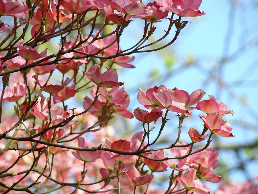 Nature Photograph - Dogwood Flowering Trees Pink Dogwood Flowers Baslee Troutman by Patti Baslee