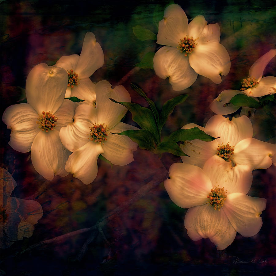 Dogwood Flowers Alight Photograph by Bellesouth Studio