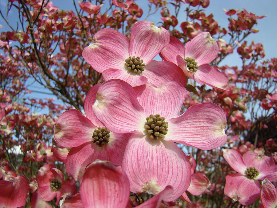 Tree Photograph - Dogwood Flowers art print Floral Flowering Tree Baslee Troutman by Patti Baslee