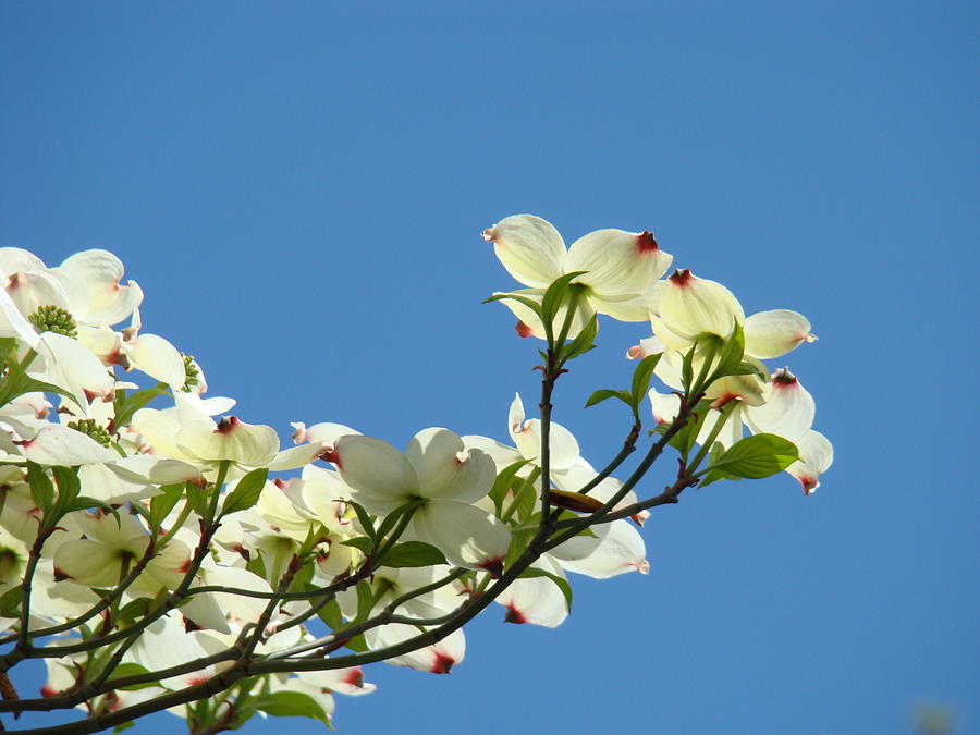 Flower Photograph - DOGWOOD FLOWERS Art Prints White Flowering Dogwood Tree Baslee Troutman by Patti Baslee