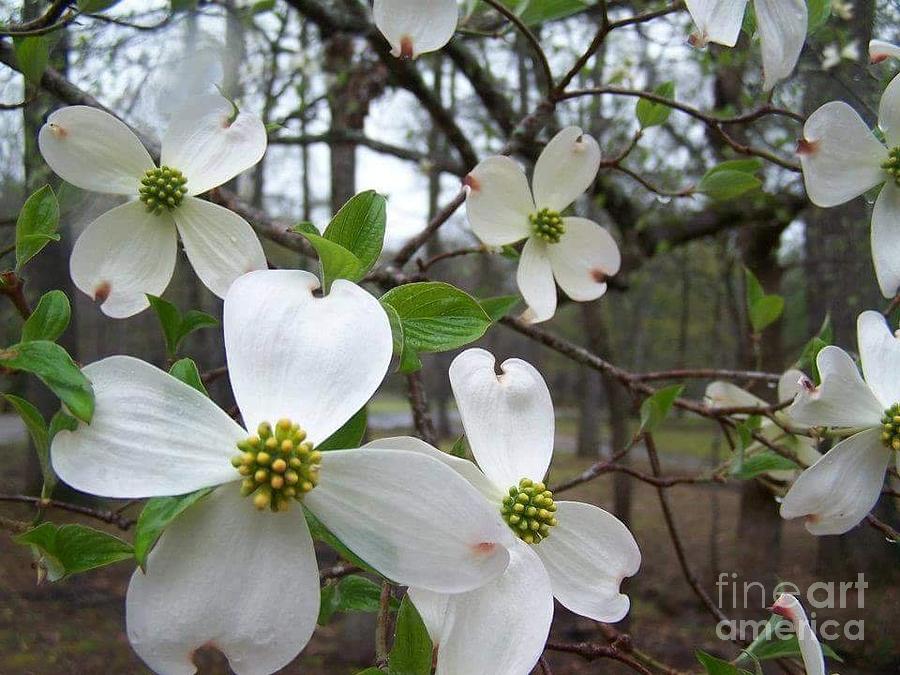 Flower Photograph - Dogwood Flowers by Cindy  Riley