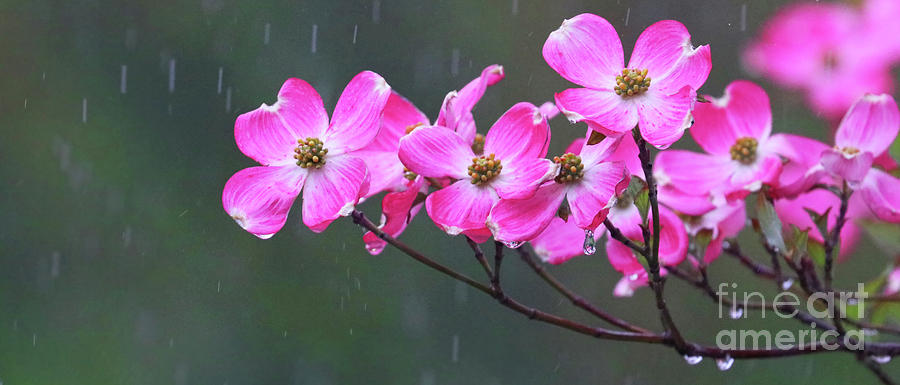 Dogwood Flowers in the Rain 0552 Photograph by Jack Schultz