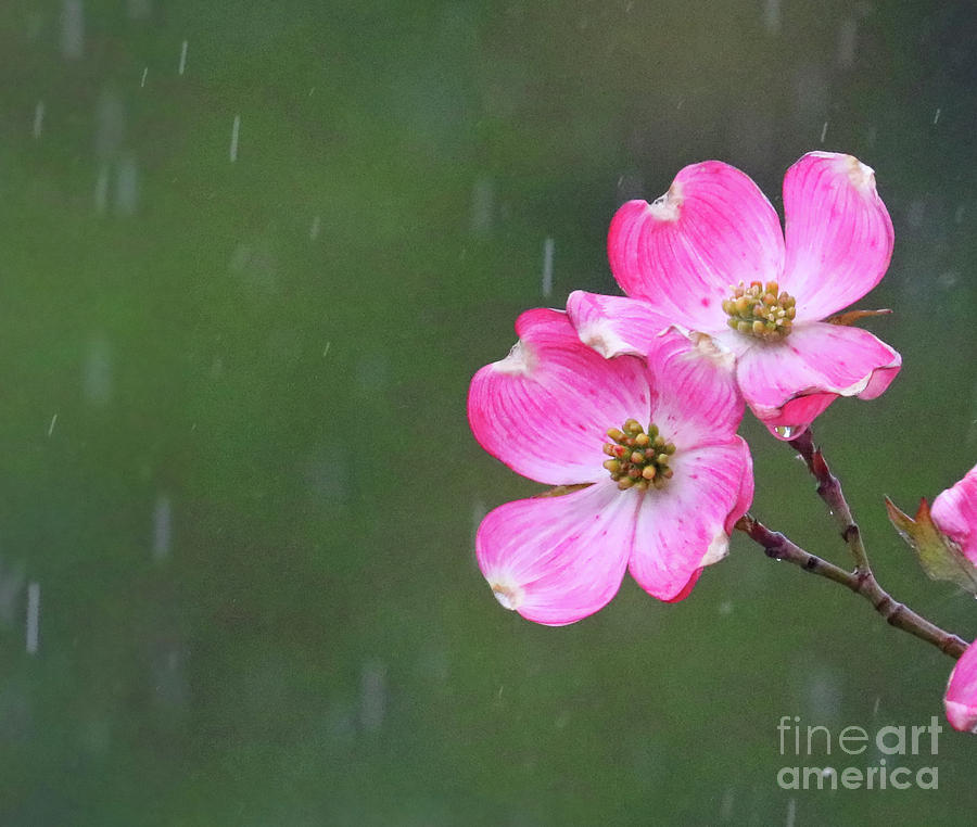 Dogwood Flowers in the Rain 0553 Photograph by Jack Schultz