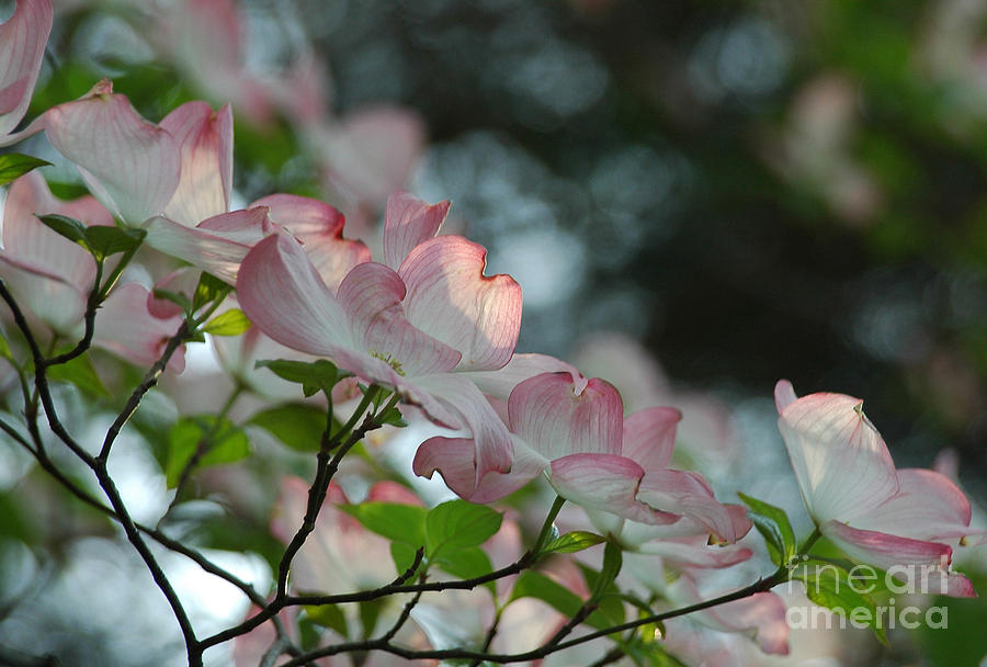 Dogwood Flowers Photograph by Kathleen Gauthier