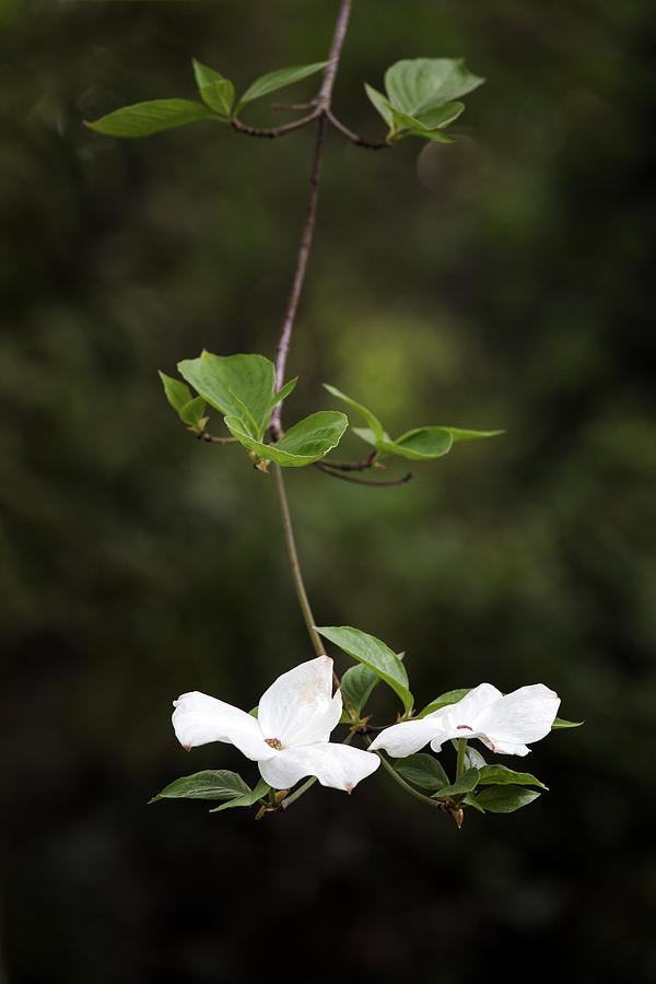 Dogwood Flowers Photograph by Michael Russell