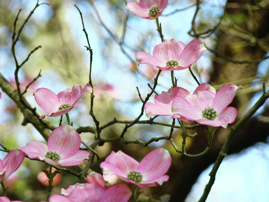 Dogwood Photograph - Dogwood Flowers Pink Dogwood Tree Landscape 9 Giclee Art Prints Baslee Troutman by Patti Baslee