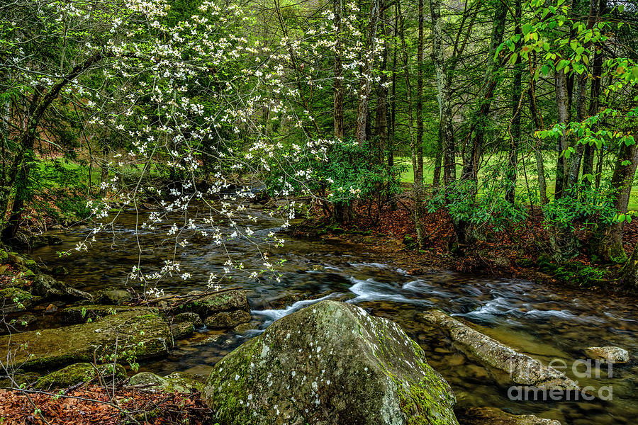 Dogwood Holly River State Park Photograph by Thomas R Fletcher