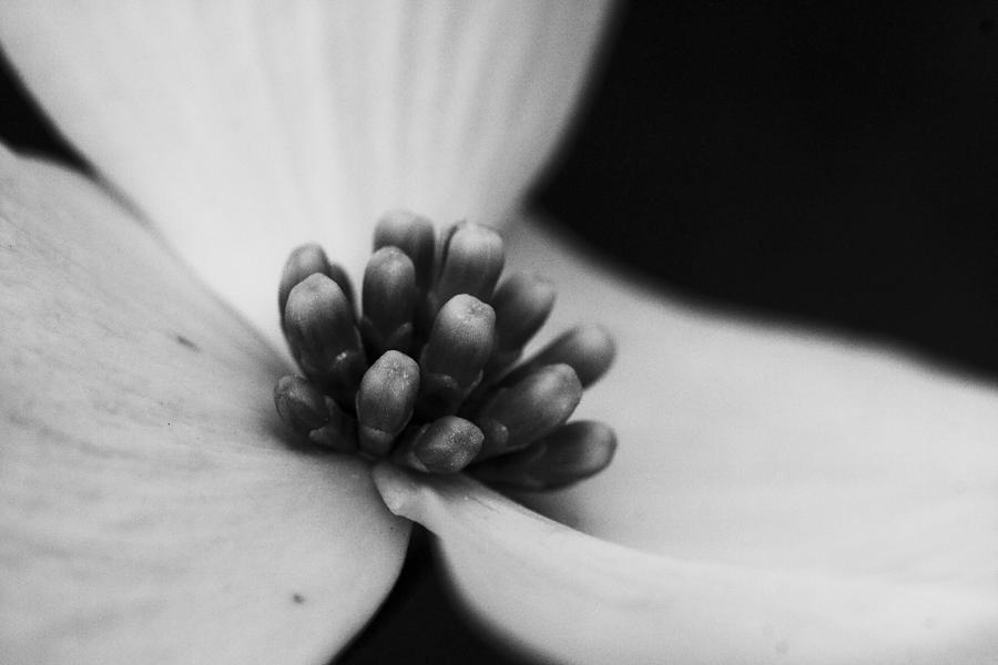 Dogwood in Black and White Photograph by Bob Decker