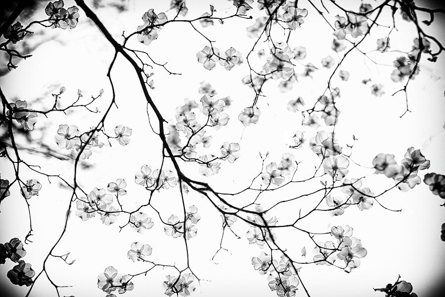 Dogwood in Bloom  Black and White Photograph by Carol Senske