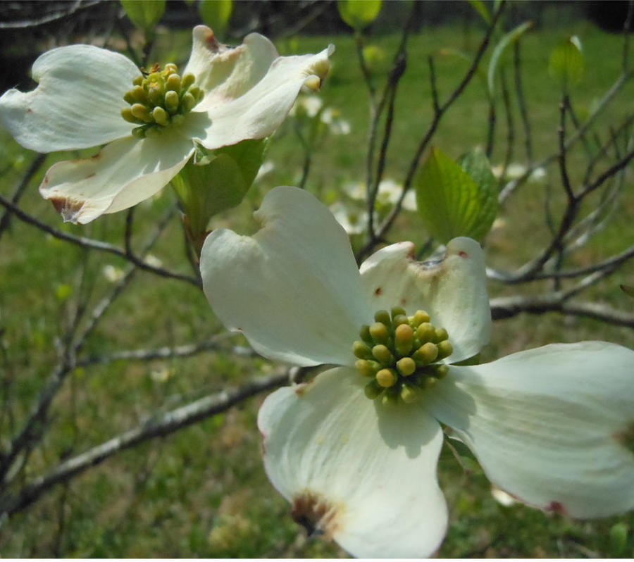 Dogwood In Bloom Photograph by Cathy Morgan - Fine Art America