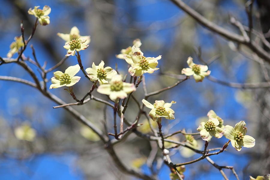 Flower Photograph - Dogwood In Bloom by Cynthia Guinn
