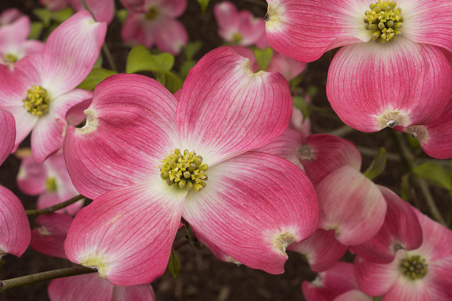 Dogwood in Bloom Photograph by Denise Harty - Pixels