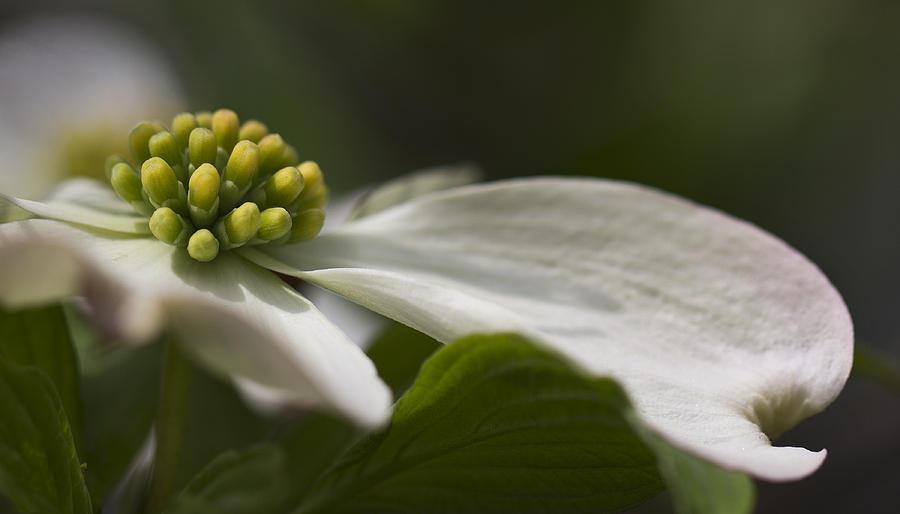 Nature Photograph - Dogwood In Bloom by Iris Page Nature Photograph - Dogwood In Bloom by Iris Page