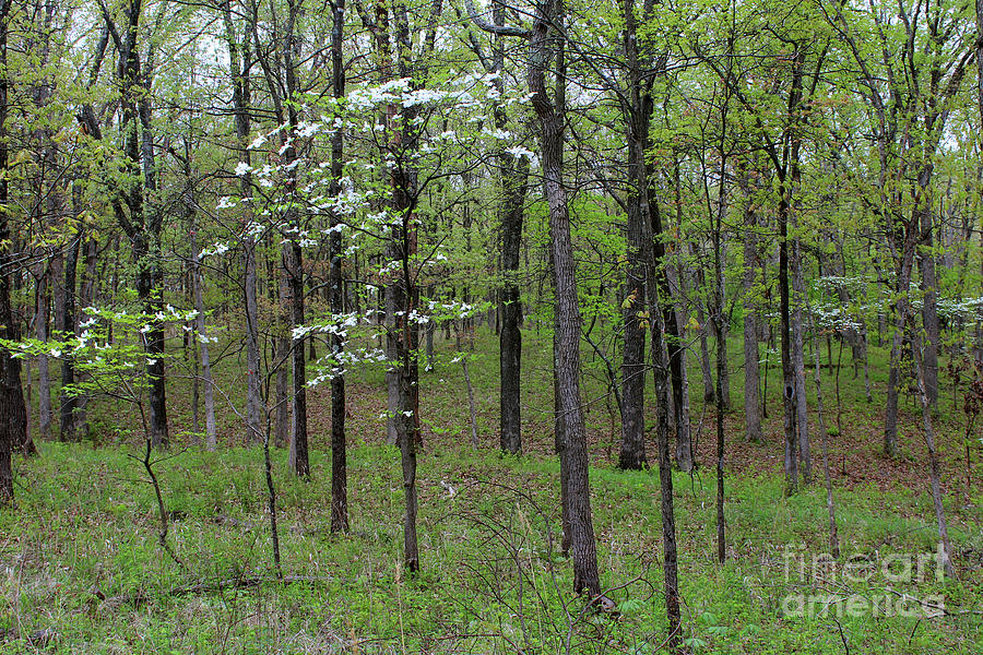 Dogwood in Missouri Forest Photograph by Adam Long