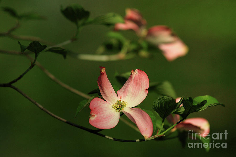 Spring Photograph - Dogwood in Pink by Douglas Stucky