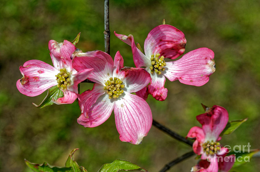 Dogwood In Spring Photograph by Paul Mashburn