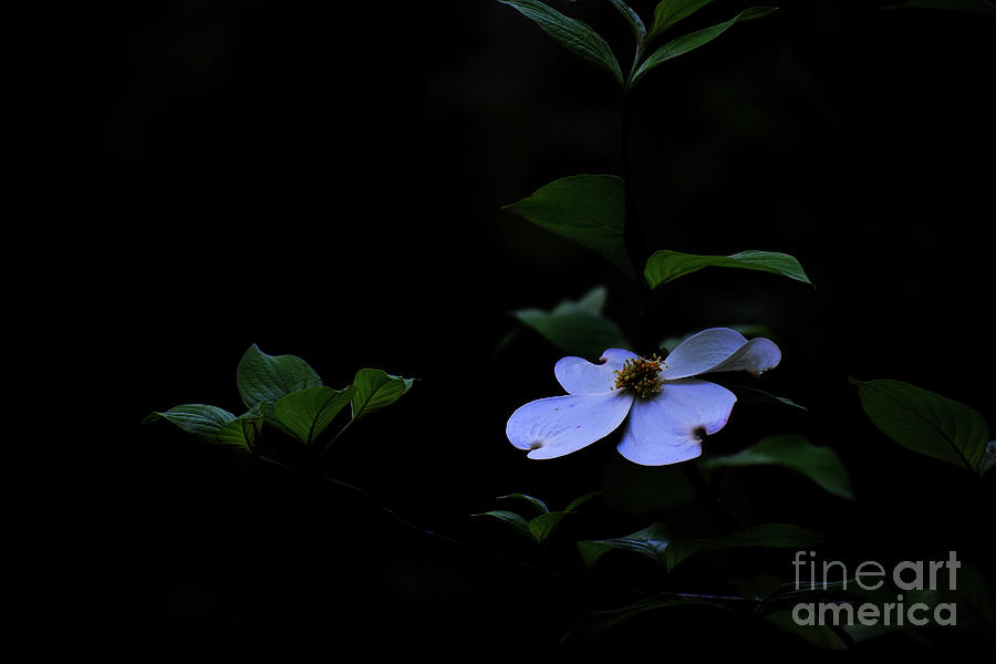 Dogwood In The Dark Photograph by Skip Willits
