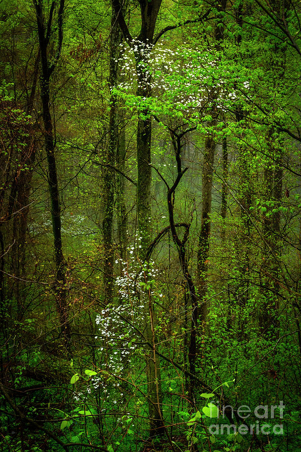 Dogwood in the Forest Photograph by Thomas R Fletcher