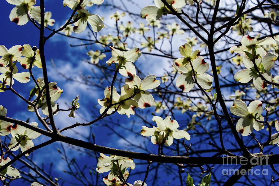 Dogwood in the Sky #1 Photograph by Kevin Gladwell